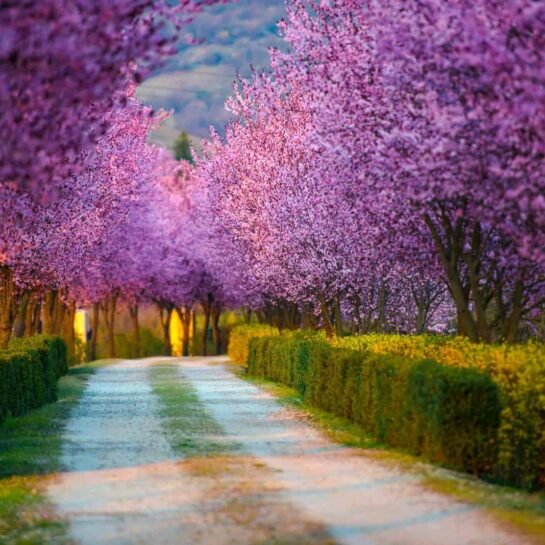 Springtime landscape